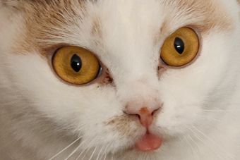 Vorschaubild: Fredl Entwicklung